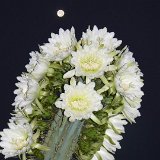 Trichocereus peruvianus (only one plant! Exceptional)